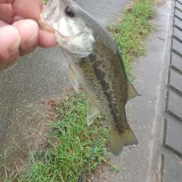 ラージマウスバス