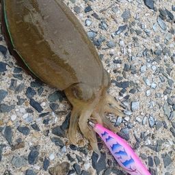 コウイカ