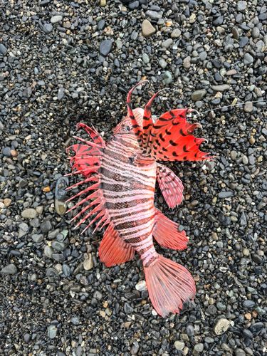 ミノカサゴの釣果