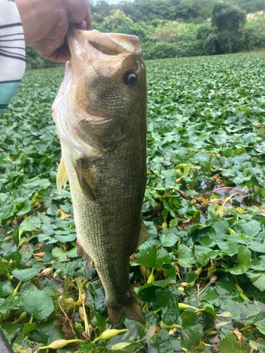 ラージマウスバスの釣果