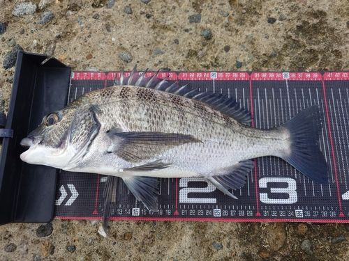 クロダイの釣果
