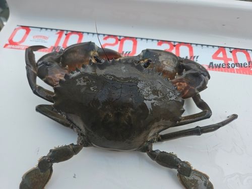 ノコギリガザミの釣果