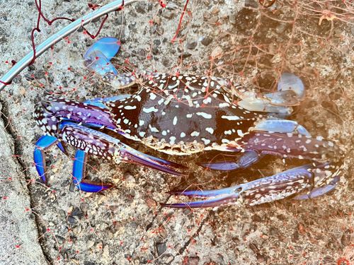 ワタリガニの釣果