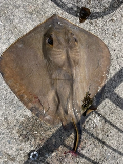 アカエイの釣果