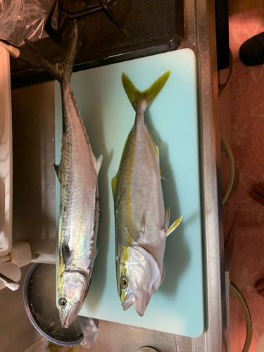 サゴシの釣果