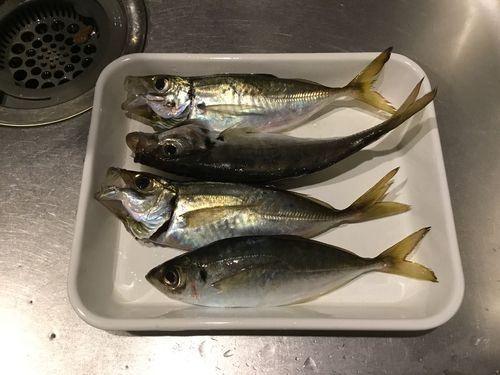 アジの釣果