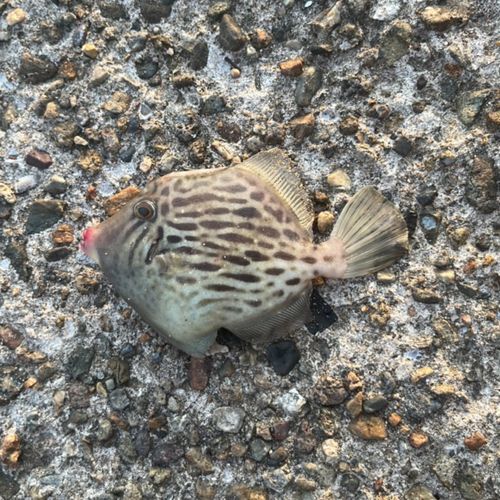 カワハギの釣果