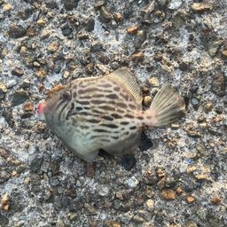 カワハギ