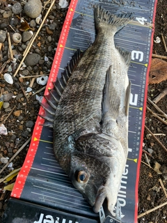 チヌの釣果
