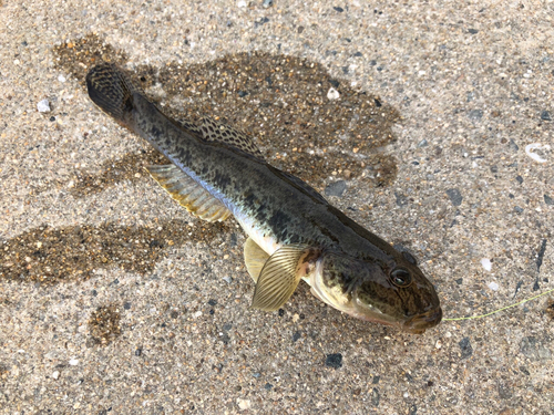 マハゼの釣果