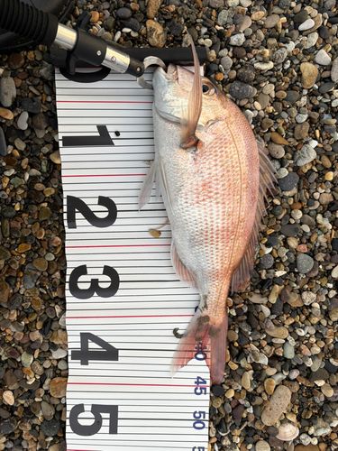マダイの釣果