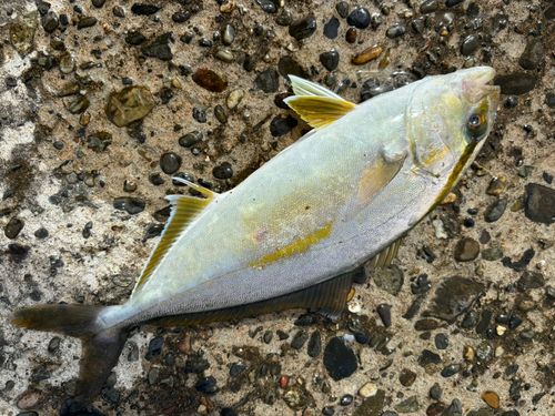 ショゴの釣果