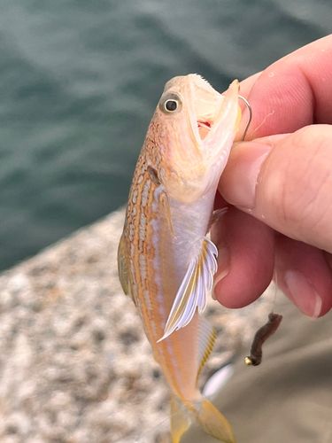 オキエソの釣果
