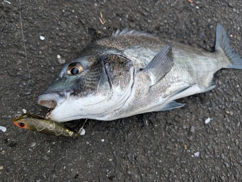 チヌの釣果