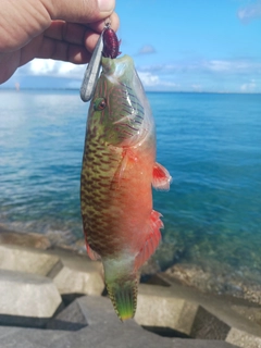 ホホスジモチノウオの釣果