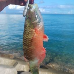 ホホスジモチノウオ