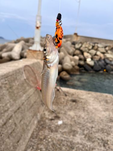 キスの釣果