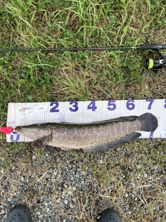 ライギョの釣果