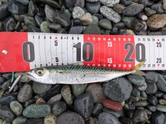 サバの釣果