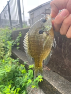 ブルーギルの釣果