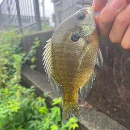 ブルーギル