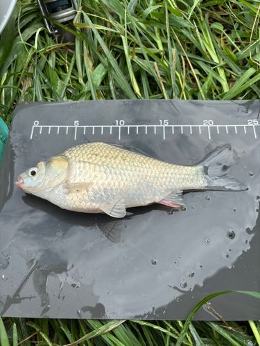 ヘラブナの釣果