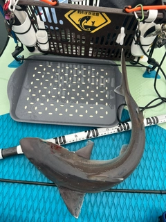 サメの釣果