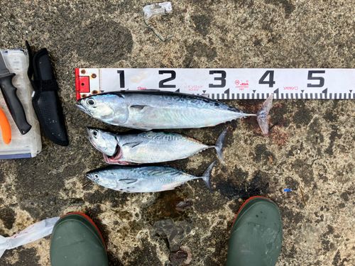 ソウダガツオの釣果
