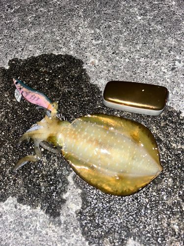 駿河湾