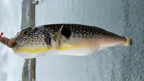 クサフグの釣果
