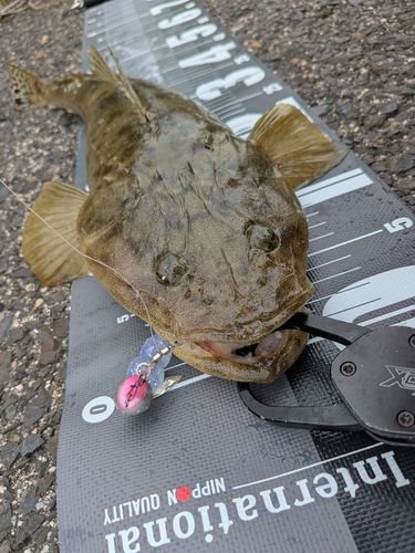 マゴチの釣果