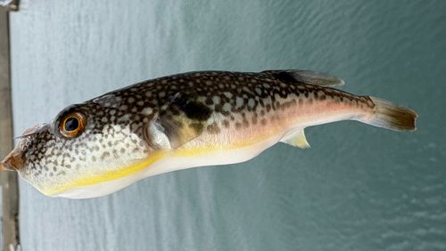 クサフグの釣果