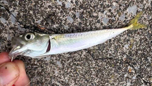 サバの釣果