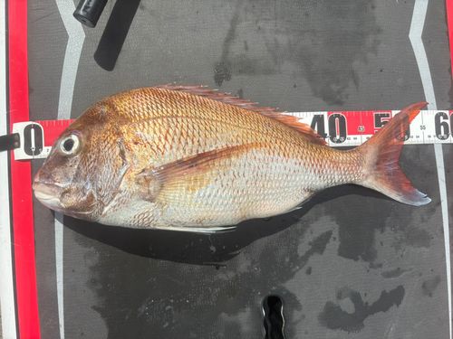 マダイの釣果