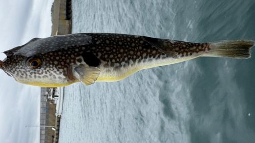 クサフグの釣果