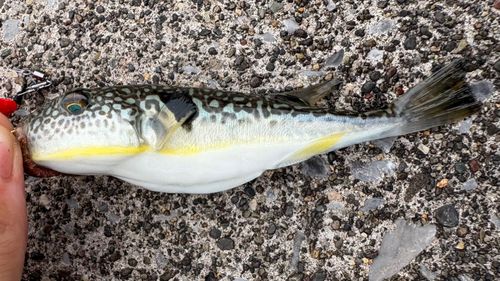クサフグの釣果