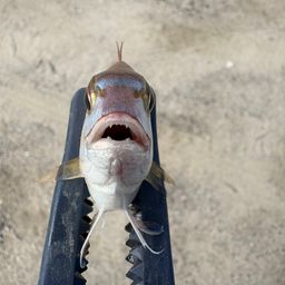 チャリコ