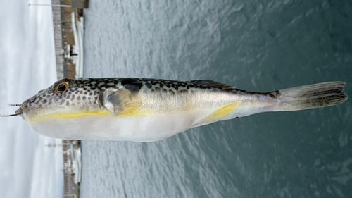 クサフグの釣果