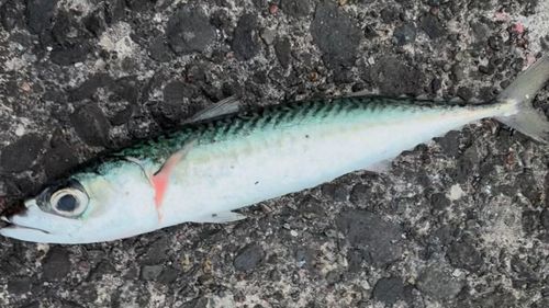 サバの釣果