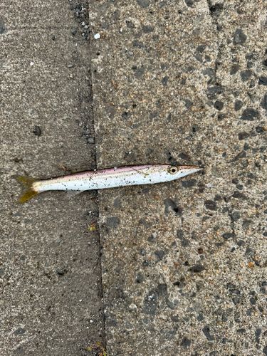 カマスの釣果