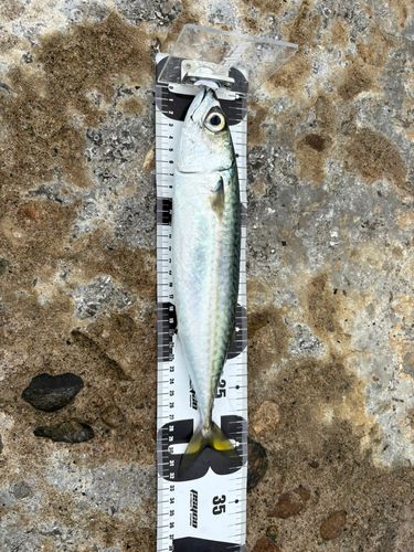 サバの釣果