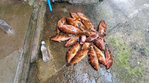 キジハタの釣果