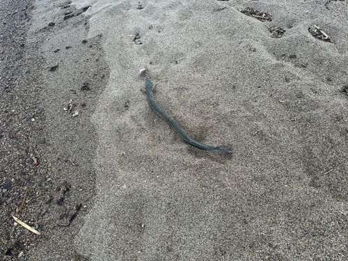 ダツの釣果