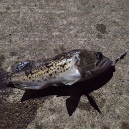 クロソイ