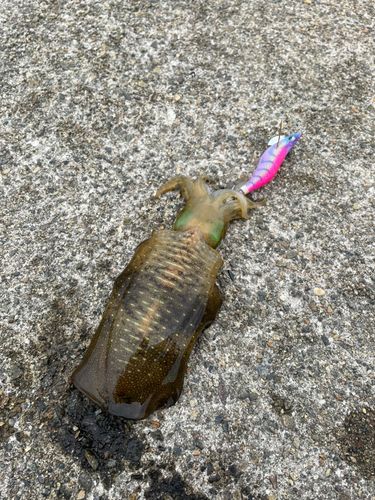 アオリイカの釣果