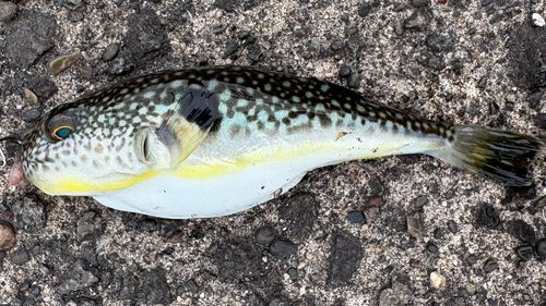 クサフグの釣果
