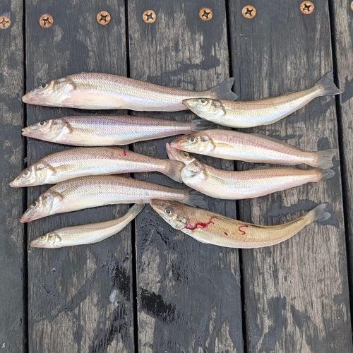 シロギスの釣果
