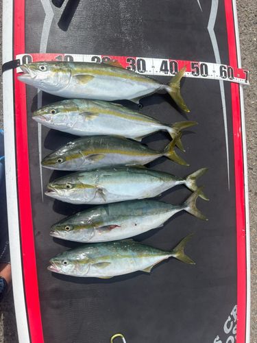 イナダの釣果