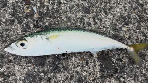 サバの釣果