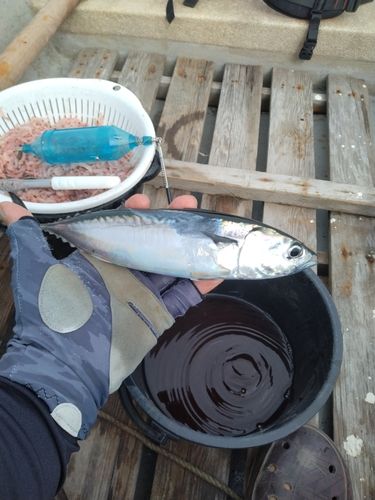 ソウダガツオの釣果
